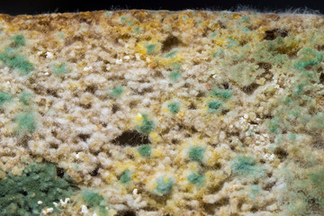 Bright penicillium mildew fungi on bread closeup macro