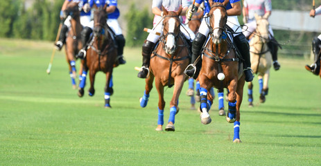 Selective focus tha Ball Of Horse polo