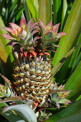 Obraz premium Pineapple growing on a tropical plant in French Polynesia