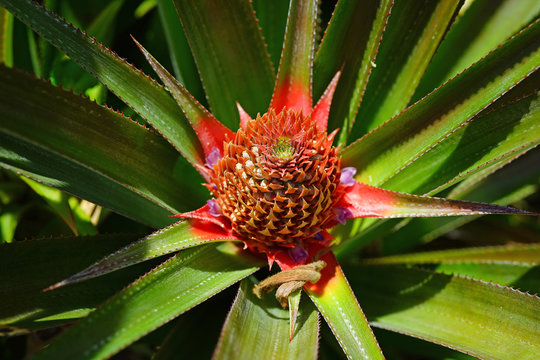 Pineapple growing on a tropical plant in French Polynesia