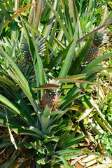 Obraz premium Pineapple growing on a tropical plant in French Polynesia