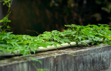 Small green trees on old gray walls