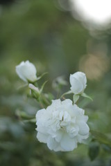 Fototapeta premium volksgarten vienna jesień jesienne turystyczne kwiaty botaniczne