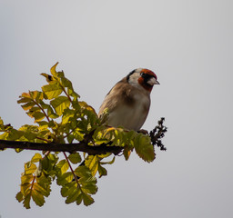 European Goldfinch