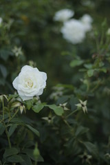 volksgarten vienna fall autumn tourist flowers botanic