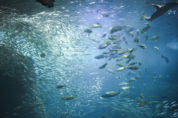 水族館 大水槽 イワシの群れ 日本近海の魚
