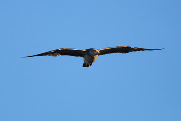 California Gull in Flight