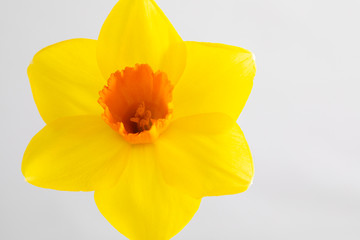 daffodil isolated on white background
