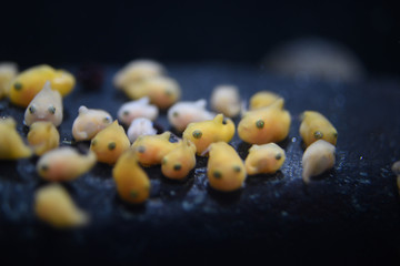 ダンゴウオ フウセンウオ 水族館 飼育 繁殖