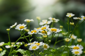 chamomile flower