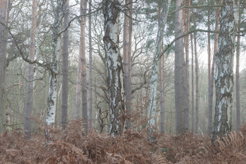 Beautiful Autumn Fall Winter forest woodland landscape fine art scene