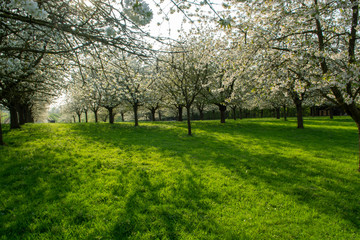Obraz premium Cherry tree blossom, spring season in fruit orchards in Haspengouw agricultural region in Belgium, landscape