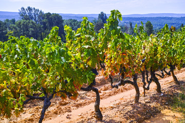 Fototapeta na wymiar French red and rose wine grapes plant, growing on ochre mineral soil, new harvest of wine grape in France, Vaucluse Luberon AOP domain or chateau vineyard close up
