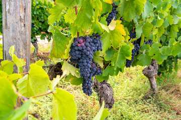 French red and rose wine grapes plant, first new harvest of wine grape in France, Costieres de...