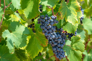 Red wine grapes plant, new harvest of black wine grape in sunny day