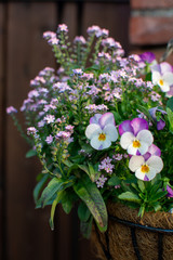 Garden decoration, colorful pink forget-me-nots and pansies flowers in a coconut hanging pot close up