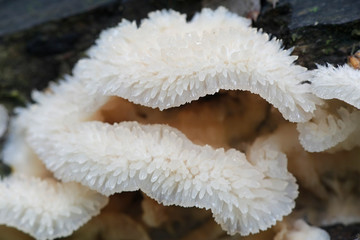 Phlebia tremellosa, commonly known as trembling Merulius or jelly rot