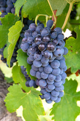 Fototapeta premium French red and rose wine grapes plant, first new harvest of wine grape in France, Costieres de Nimes AOP domain or chateau vineyard close up