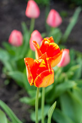 Spring season in garden, blossom of colorful tulip flowers