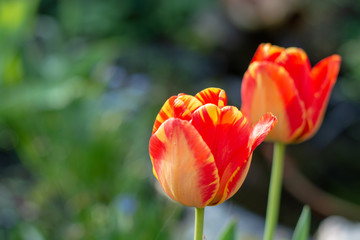 Spring season in garden, blossom of colorful tulip flowers