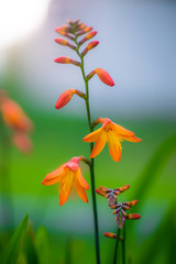 Obraz premium Vibrant orange Crocosmia flowers.
