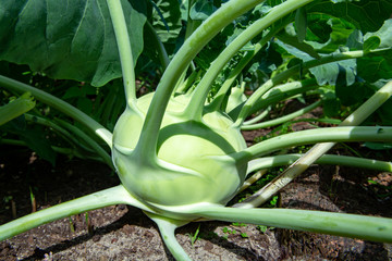 Organic green kohlrabi cabbage growing in farm garden, new harvest, healthy food concept