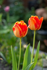 Spring season in garden, blossom of colorful tulip flowers
