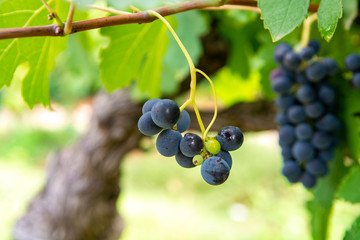 French red and rose wine grapes plant, first new harvest of wine grape in France, Costieres de...