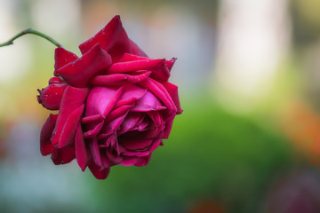 Red rose flower on a green blur background.