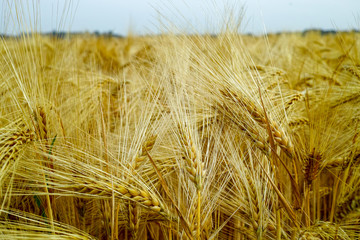 Bio farming, ripe yellow durum wheat plants growing on field, readi to harvest close up, food background