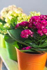 Medical plant kalanchoe, colorful blossoming flowers in small buckets close up