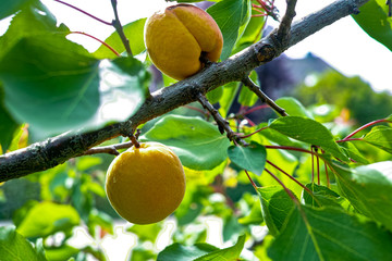 Fresh ripe apricots sweet fruits on apricot tree, new harvest