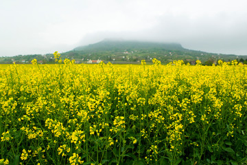 Oilseed rape field