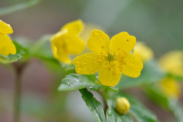Gelbes Windröschen mit Regentropfen