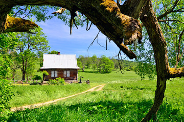 Fototapeta na wymiar Tree and old small wooden house in sunny spring day, Nieznajowa, Low Beskids (Beskid Niski), Poland