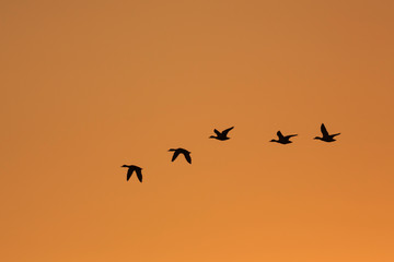 Wild Ducks in Flight at Sunrise