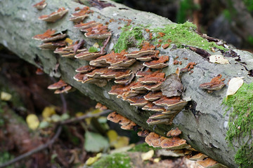 Alder Bracket fungus, Inonotus radiatus