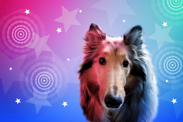 Obraz na płótnie Canvas Dog star with colorful background