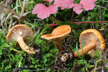 Lactarius aurantiacus, Orange Milkcap mushroom