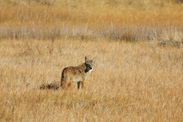Coyote at Fish Springs National Wildlife Refuge, UT