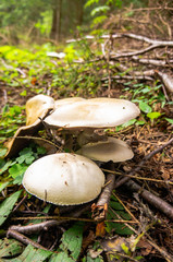 mushroom in forest in trentino italy