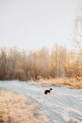 Young Female black and white Border Collie stay In Snow During Sunset. winter forest on background