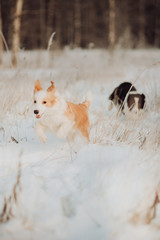 Young Female black and white Border Collie and red dog puppy stay In Snow During Sunset. winter forest on background