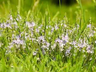 flowers in grass