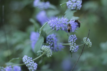 botanical garden vienna