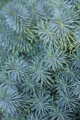 botanical garden vienna