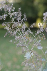 botanical garden vienna