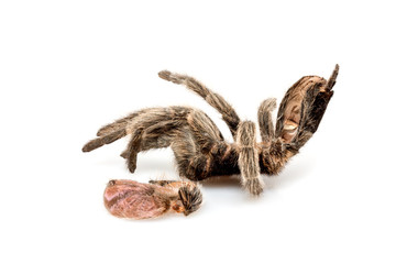 die getrocknete Hülle von einer Vogelspinne (Tarantel), die sich gehäutet hat