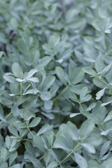 botanical garden vienna