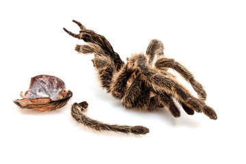 die getrocknete Hülle von einer Vogelspinne (Tarantel), die sich gehäutet hat